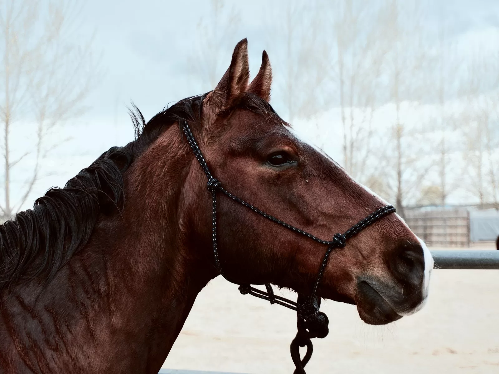 the-difference-between-a-rope-halter-and-a-regular-halter